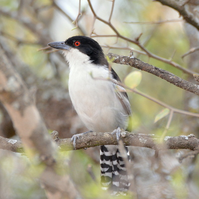 Black-Tailed Tityra